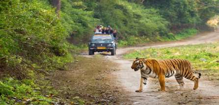 Wild Life Tour In Rajastan
